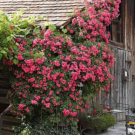 Restaurant Mohren Hotel